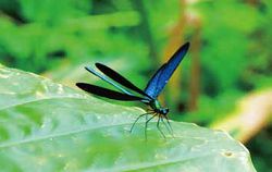 牛伯伯蝴蝶生態園區的白痣珈蟌是蜻蜓的一種，色澤鮮艷，體態優美。