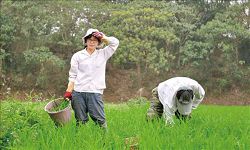 陳文美與丈夫劉振生靠著雙手種植友善環境的農產品。