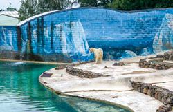 「2017 挺挺動物聯合展—喜歡的意義『白熊計劃 x WILD-LIFE』」展覽