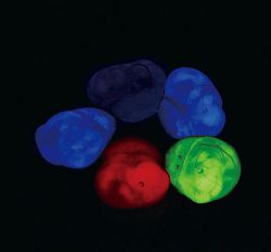 在黑暗中顯示螢光胚胎