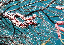 黑翼簑海蛞蝓的粉紅色消化腺，加上具防禦功能的白色刺囊與扇狀水螅，形成絕妙構圖。