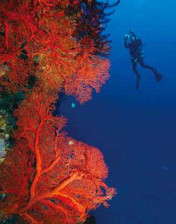 巨大的紅扇珊瑚具有樹枝狀的分枝，故有海樹之稱，為潛水客拍照的熱點。