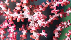 巴氏豆丁海馬體色隨棲息環境而改變，讓牠在柳珊瑚( 海扇) 中，很難被發現。