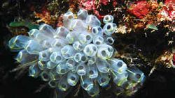 海鞘外型呈現囊狀或壺狀，出入水口間有一白色環，可透過過濾水中的有機顆粒和小生物來獲得食物。