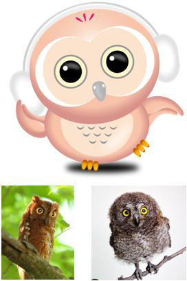 Appi - Oriental scops owl