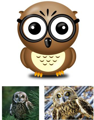 Eepi - Short-eared owl