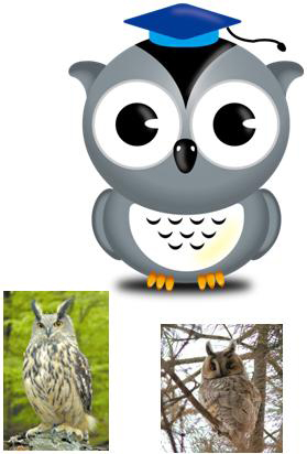 Lapi – Long-eared owl